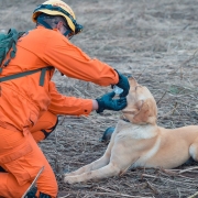 CBMRS atua com apoio de outros Corpos de Bombeiros Militares do país
